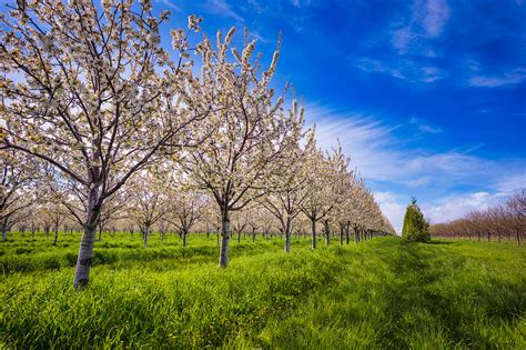 Cherry Blossom Time! – Leelanau.com