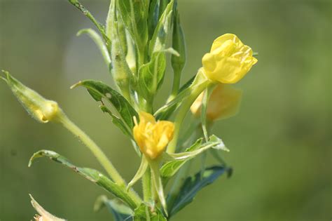 Common Evening Primrose - Ontario Native Plant Nursery | Container Grown | (705)466-6290