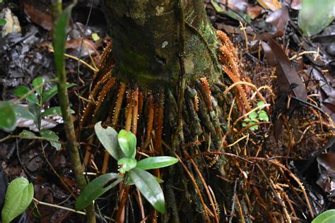 How the worship of sacred swamps is helping preserve biodiversity in the Western Ghats