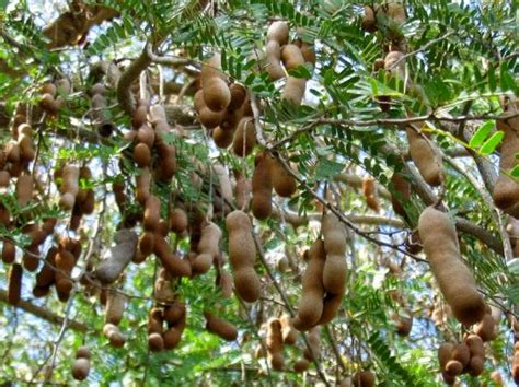 Tamarind Health Benefits (Sampaloc)