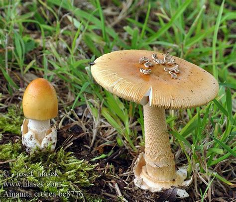 Amanita crocea - Alchetron, The Free Social Encyclopedia