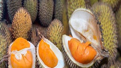 BUAH Lai Mirip Durian, Berapa Harga Buah Lai dan Manfaat Buah Lai untuk Kesehatan ...