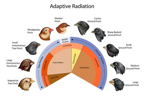 Darwins Finches Adaptive Radiation