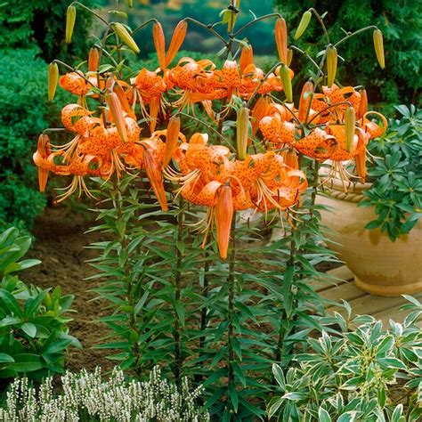 Garden State Bulb Orange Splendens Tiger Lily Bulbs 20-Count in the Plant Bulbs department at ...