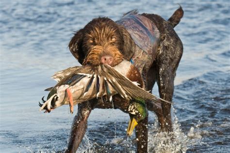 The 15 Best Duck Hunting Dog Breeds - DogsPlanet.com