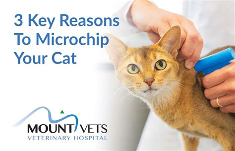 3 Excellent Reasons To Microchip Your Cat – Mount Vets