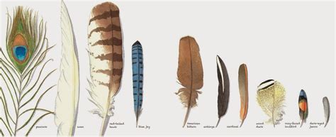 Different Types Of Bird Feathers