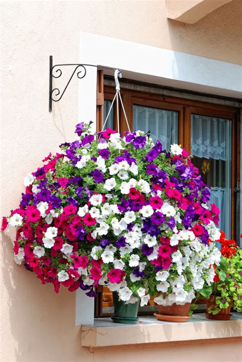 Pauline Fleischer: Best Summer Flowers For Hanging Baskets - 70 Hanging Flower Planter Ideas ...