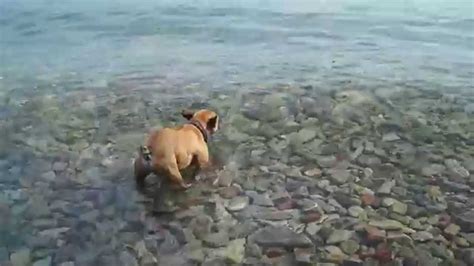 Flathead Lake playing in the water - YouTube