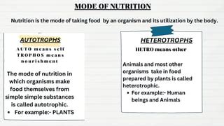 nutrition in plants chapter 1 class 7... | PPT | Free Download