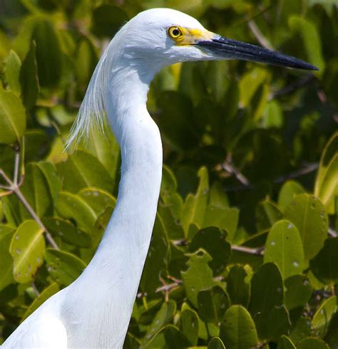 Bird In Everything: Birds Of Florida Identification