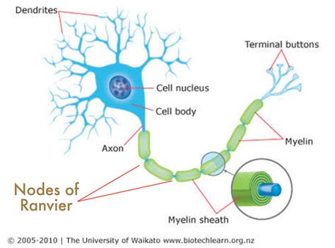 Nodes