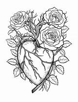 25 Rose Coloring Pages Cute Sheets For Kids sketch template