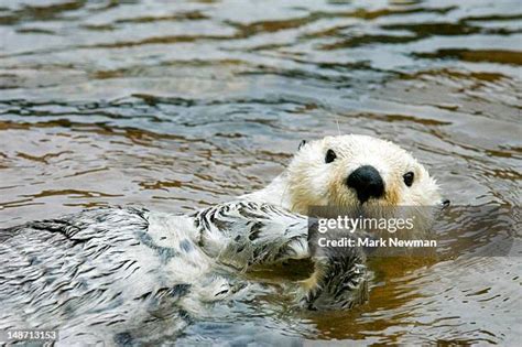 379 Sea Otter Pelt Stock Photos, High-Res Pictures, and Images - Getty ...