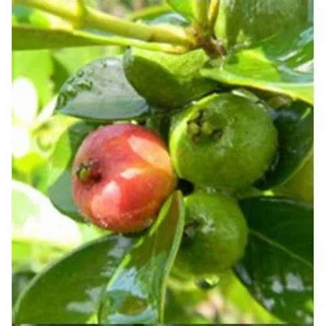 L49 Thai Guava Plant Guava Tree, Amrud, Psidium Guajava (Sardar L49 ...