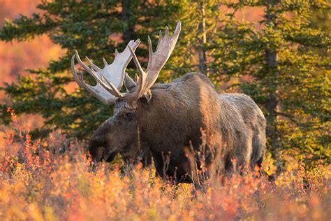 Magnificent moose: The comeback story of Michigan’s Upper Peninsula herd - Michigan Wildlife Council