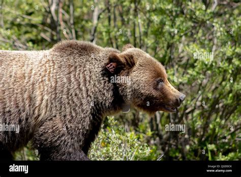 side profile of grizzly bear in front of green trees Stock Photo - Alamy