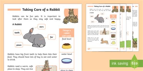 How To Care For Rabbits (teacher made)