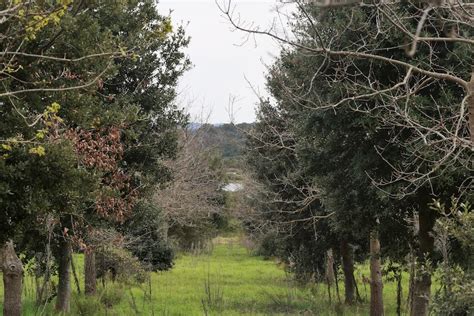 Cool, wet climate marks out Great Southern as the next hotspot for WA's thriving truffle ...