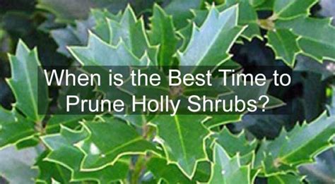 When Is The Best Time To Prune Holly Shrubs