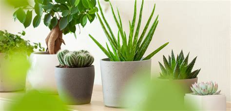 How To Plant, Grow, and Care for Gasteria | Lula's Garden