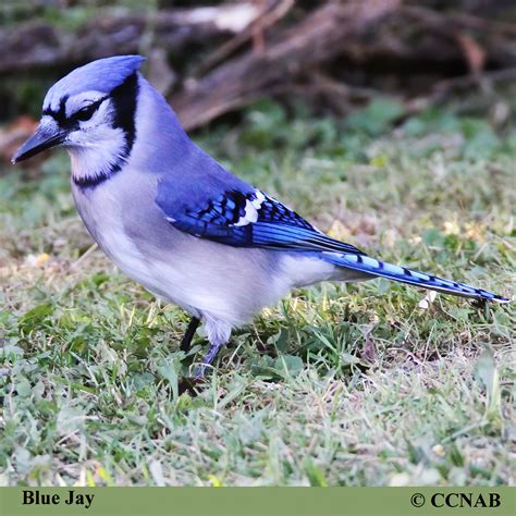 Blue Jay (Cyanocitta cristata) - BLJA