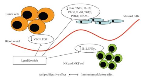 Proposed mechanism of action of lenalidomide. This drug can inhibit ...