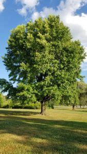 How to Identify a Sweet Gum Tree – GrowIt BuildIT