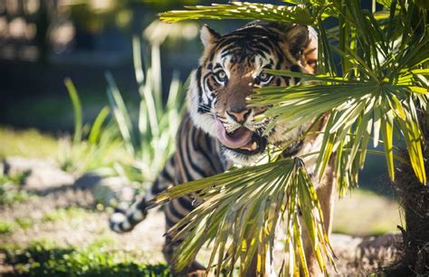 Canberra's National Zoo and Aquarium welcomes Sumatran tiger breeding pair | The Canberra Times ...