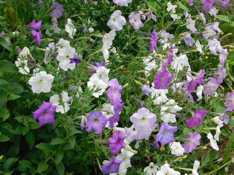 Petunias: Plant Care and Collection of Varieties - Garden.org