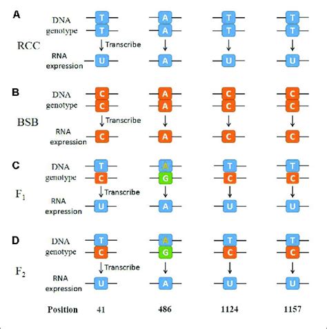 | The diagrammatic drawing of genotype and expression of 45S rRNA gene... | Download Scientific ...