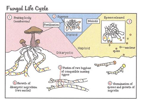 17 Best images about Biology on Pinterest | Montessori, Animal ...