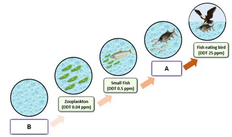 Bioaccumulation Overview, Causes Examples Video Lesson, 44% OFF