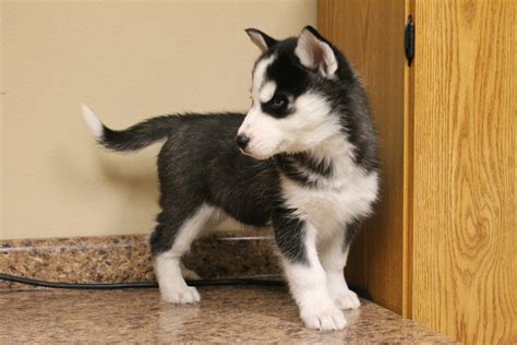 Siberian Husky Puppies For Sale | Denison, IA #178303