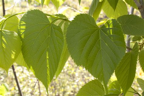 Basswood - Ontario Native Plant Nursery | Container Grown | (705)466-6290