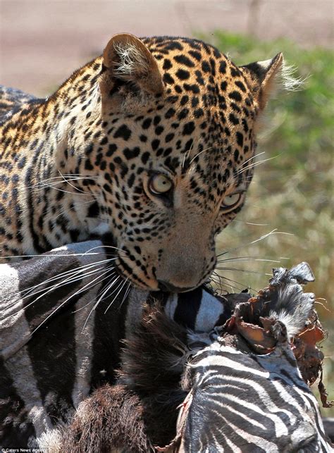 Hungry leopard has to fight off hyena determined to steal its zebra meal | Daily Mail Online