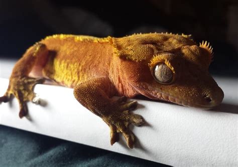 The Definitive Guide to Crested Gecko Care | Kritter Care 101