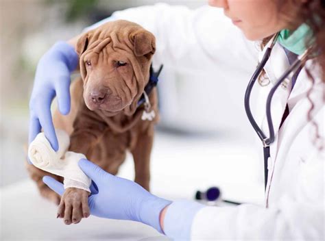 Accident dos and don'ts: Stay calm, assess your dog's injuries, get help