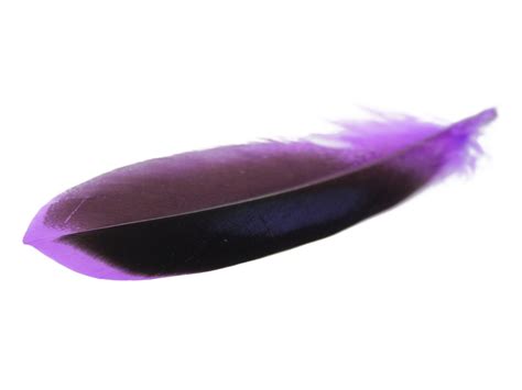 Mallard Duck Quill Feathers (Purple) – Feather Buy