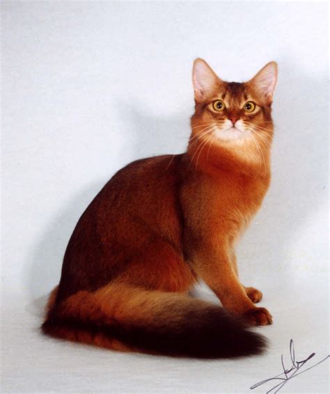 # Red Somali Cat | Abyssinian cats, Cat breeds, Pretty cats