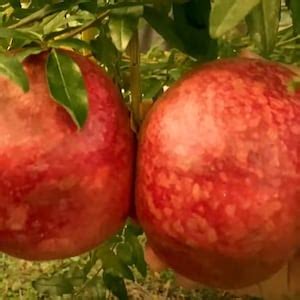 Pomegranate Tree Parfianka Pomegranate Live Trees Punica Granatum ...