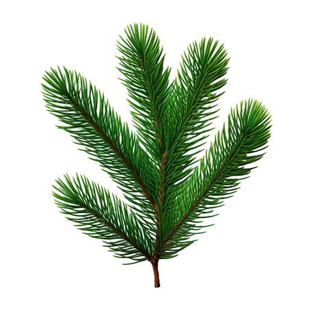 Green Christmas Pine Tree Branch, Art, Background, Botanical PNG Transparent Image and Clipart ...
