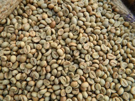 Báo Mỹ: Việt Nam dốc toàn lực cho hạt cà phê robusta - Tuổi Trẻ Online