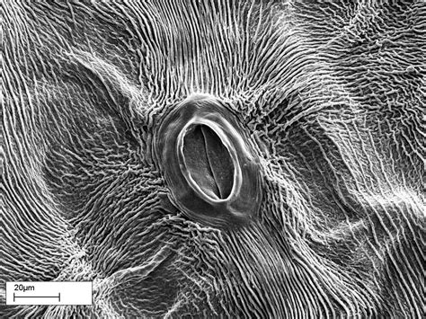 Closed stomata, SEM, Scanning electron microscopy, microscope | Abstract artwork, Abstract, Artwork