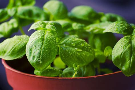 A Guide to Basil Herbs & its History - Foodtrotter