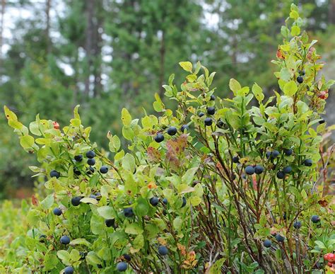 Vaccinium myrtillus BLÅBÆR