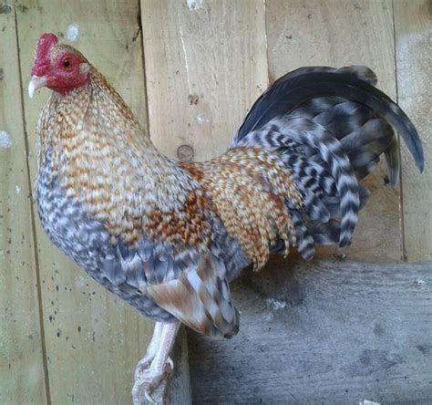 Amazing variety of colors in the feathers. Beautiful Chickens, Chickens And Roosters, Feathers ...