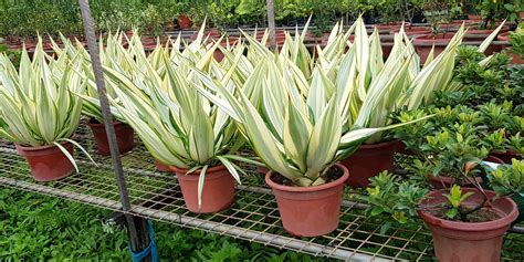 Plant - Furcraea Gigantea 'Striata' / Giant False Agave (23cm pot ...