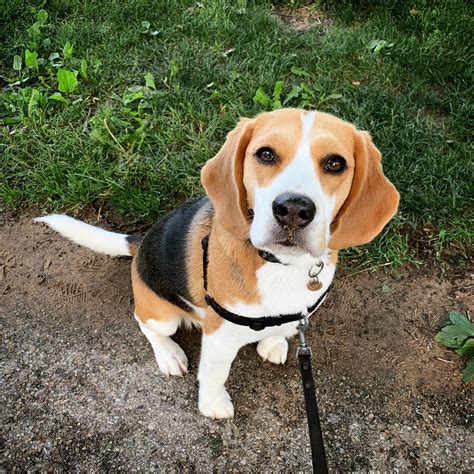 Adorable Beagle Demonstrates a Wide Array of Sounds