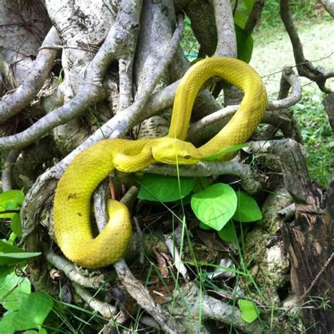 Pin by Rikardus Nanggar on snake in komodo island | Komodo island, Komodo, Snake